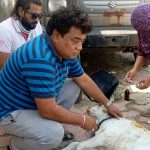 क्षेत्र के युवाओं द्वारा गौ सेवा की अनुकरणीय पहल